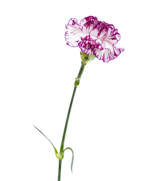 Single carnation flower — Stock Photo, Image