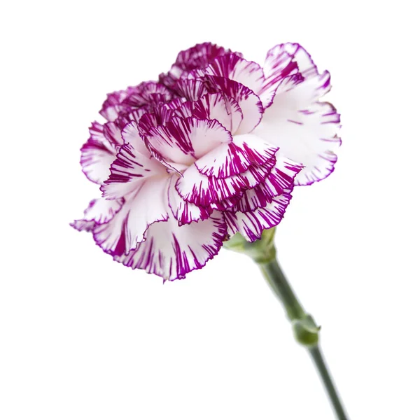 Einzige Nelkenblüte — Stockfoto