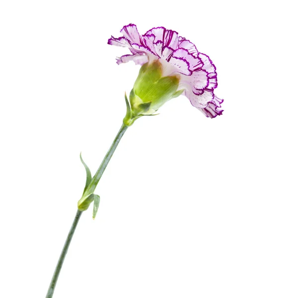 Ενιαίο λουλούδι γαρίφαλων — Φωτογραφία Αρχείου