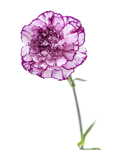Oeillet unique fleur — Photo
