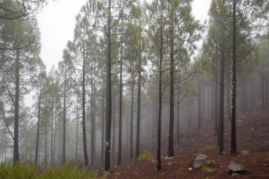 Gran Canaria, february 2018