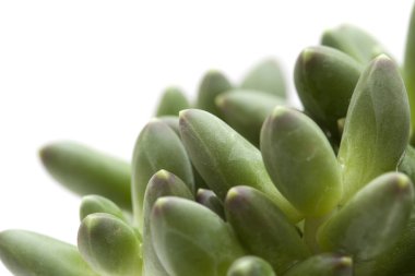 beyaz izole alışılmadık yönlü yaprakları ile küçük etli bitki