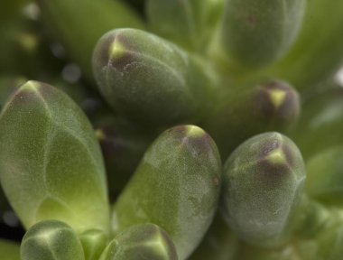  etli bitki arka plan