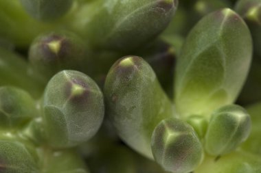 etli bitki arka plan