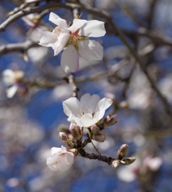 çiçekli badem artalan