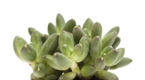 Piccola pianta succulenta — Foto Stock