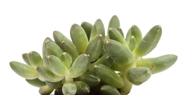 Small succulent plant — Stock Photo, Image