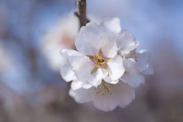 Flowering almonds backgound — Stock Photo, Image