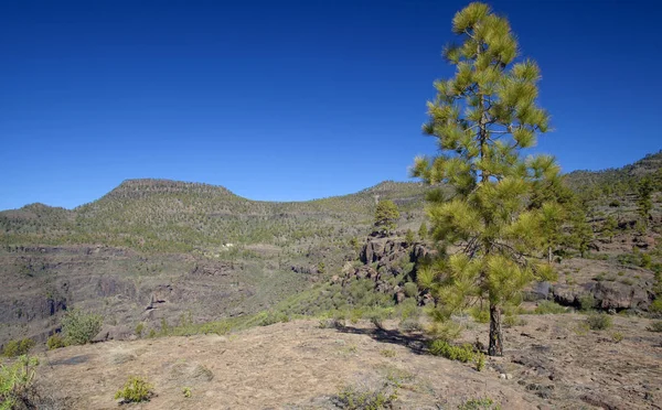 Oeste de Gran Canaria, febrero 2018 — Foto de Stock