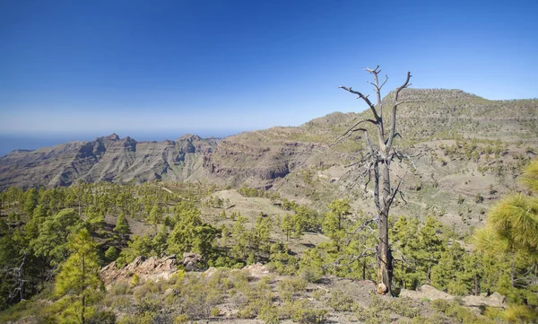 Oeste de Gran Canaria, febrero 2018 —  Fotos de Stock