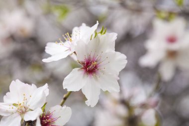 çiçekli badem artalan