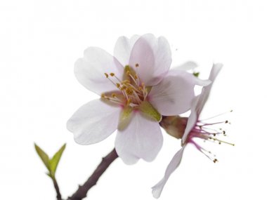 badem çiçeği beyaz izole