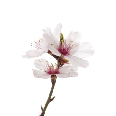 badem çiçeği beyaz izole