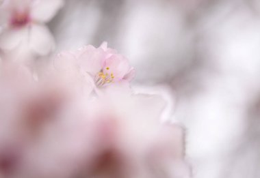 çiçekli badem artalan