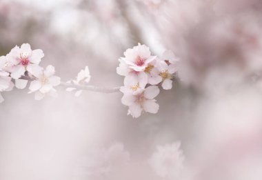 çiçekli badem artalan