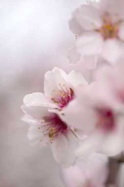 çiçekli badem artalan