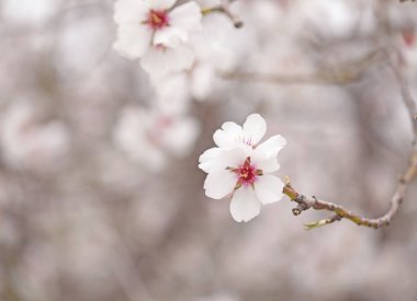 çiçekli badem artalan