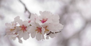 çiçekli badem artalan