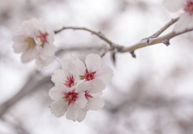 çiçekli badem artalan