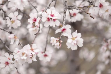 çiçekli badem artalan