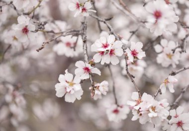 çiçekli badem artalan