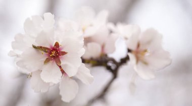 çiçekli badem artalan