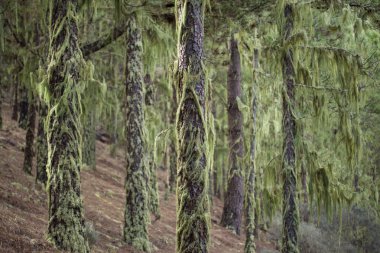 liken Usnea arka plan