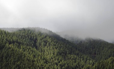 Kanarya pines siste