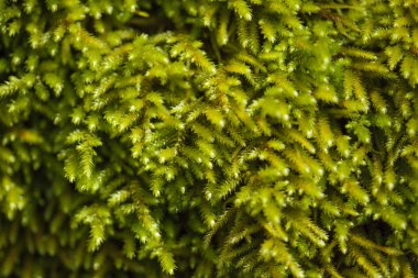 Moss makro arka plan