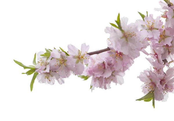 Almond blossoms isolated on white — Stock Photo, Image