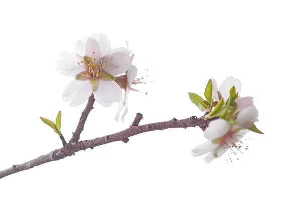 Fleurs d'amande isolées sur blanc — Photo