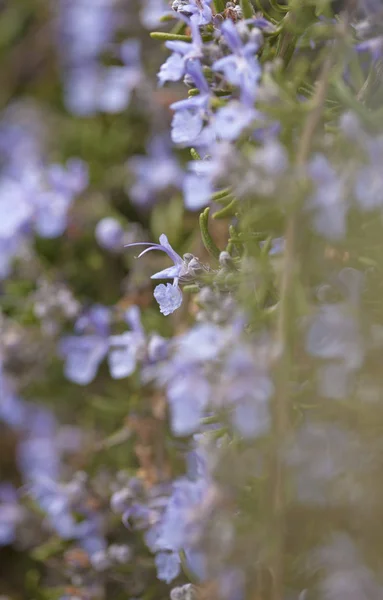 Fond de romarin fleuri — Photo