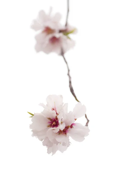 Fleurs d'amande isolées sur blanc — Photo