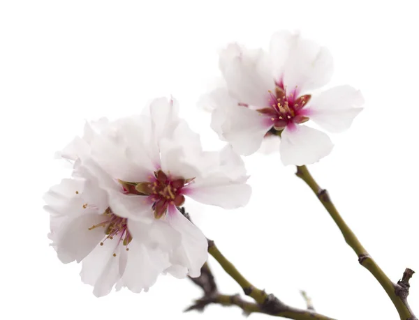 Badem çiçeği beyaz izole — Stok fotoğraf