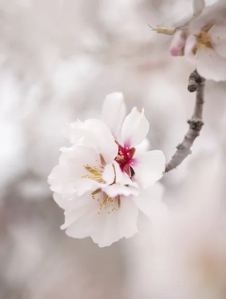 Flowering almonds backgound — Stock Photo, Image