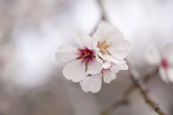 Flowering almonds backgound — Stock Photo, Image