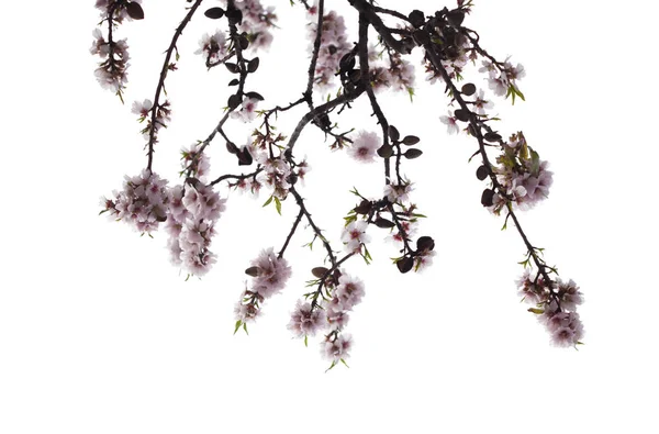 Flores de amêndoa isoladas em branco — Fotografia de Stock
