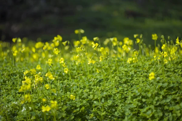 Yellow flowers of Oxalis pes-caprae, Bermuda buttercup — Zdjęcie stockowe