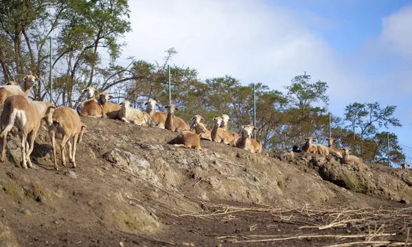 Sheared sheep farming scene — Stock Photo, Image