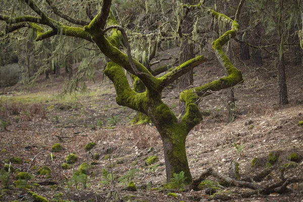 Árvore velha coberta de musgo — Fotografia de Stock