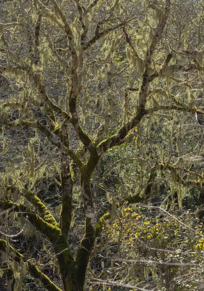 Vecchio albero coperto di muschio — Foto Stock