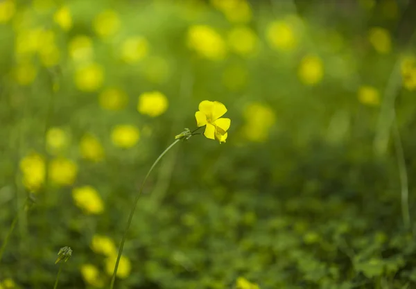 Oxalis pes-caprae background — Stock Photo, Image