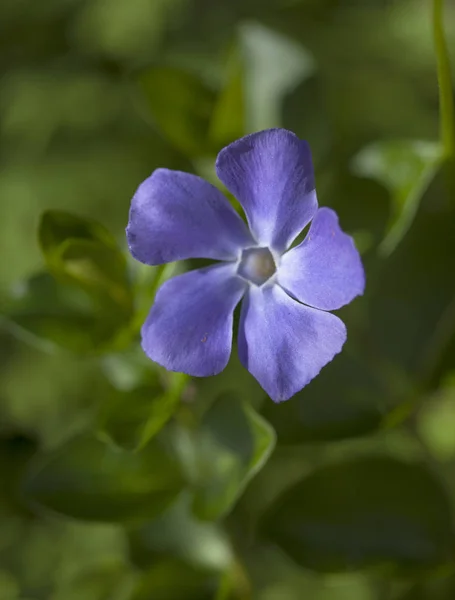 Bigleaf periwinkle flower — Stock Photo, Image