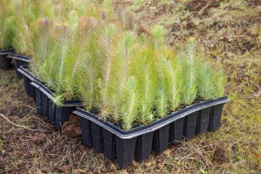 Gran Canaria ağaçlandırma