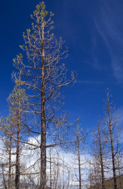 Gran Canaria, Mart 2018