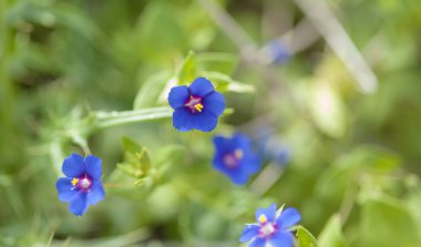 Gran Canaria - mavi Farekulağı'florası