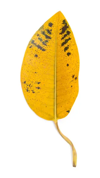 Yellow ficus leaf — Stock Photo, Image