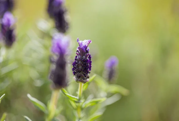 Robotskapade stubbar om Gran Canaria - blommande spanska lavendel — Stockfoto