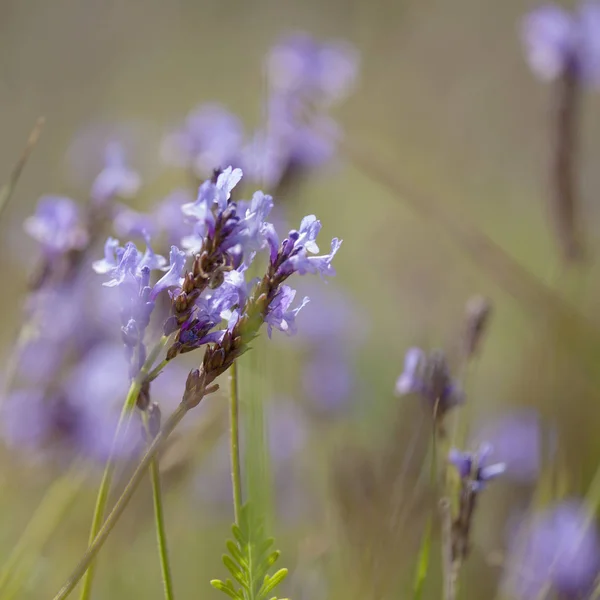 Robotskapade stubbar om Gran Canaria - blommande kanariska lavendel — Stockfoto