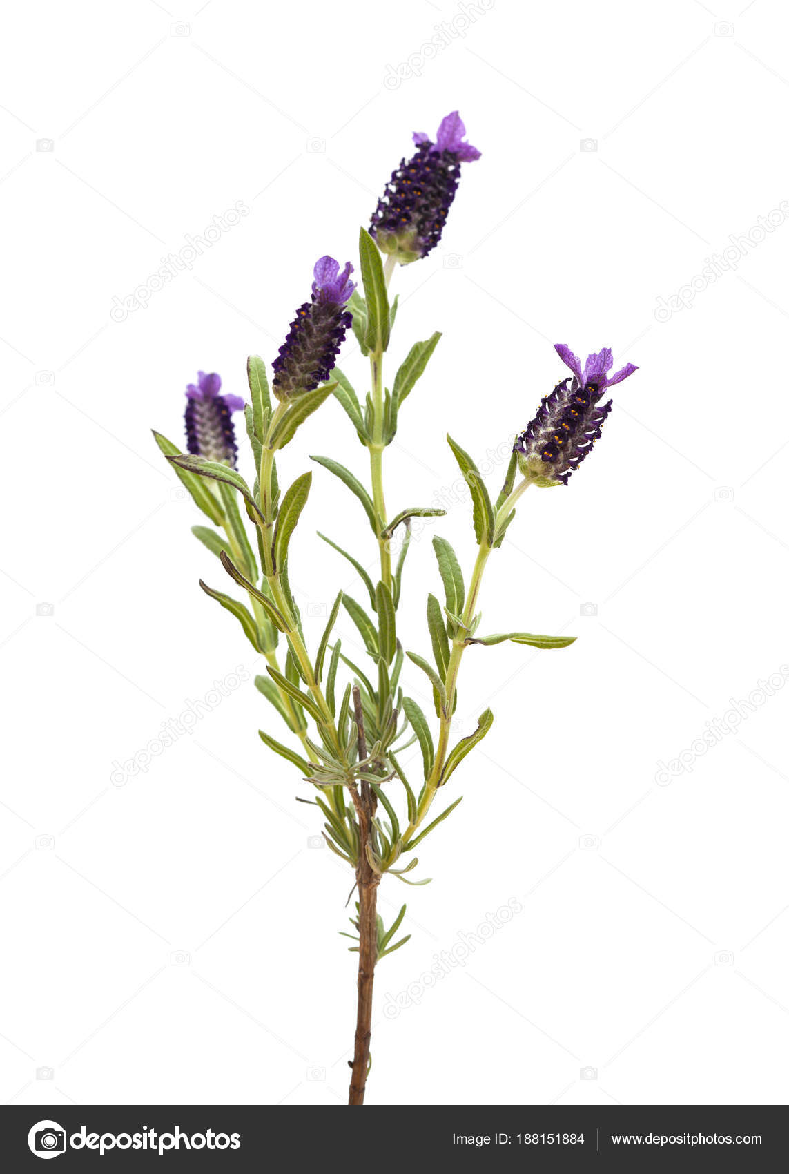 Spanish Lavender